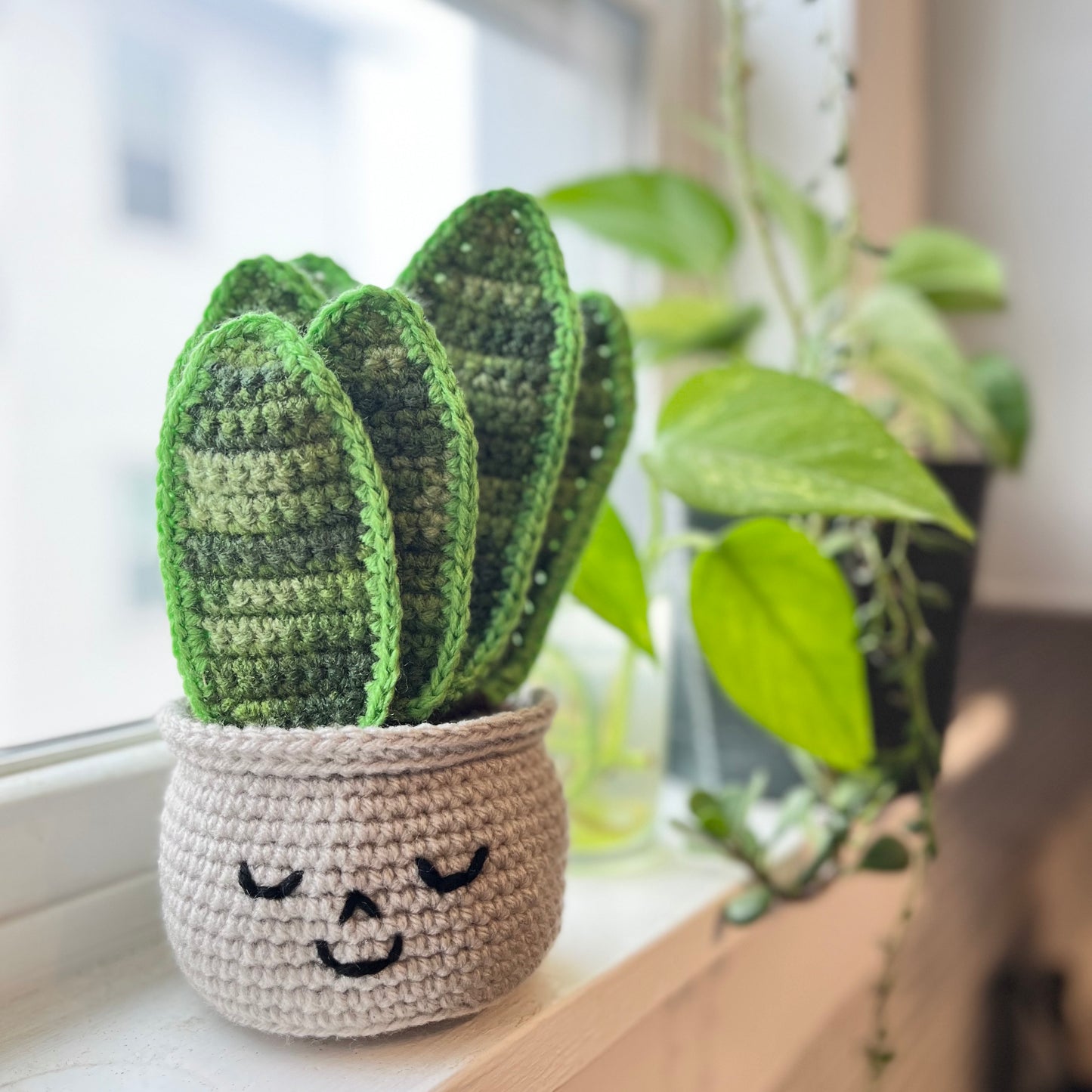 Happy Snake Plant