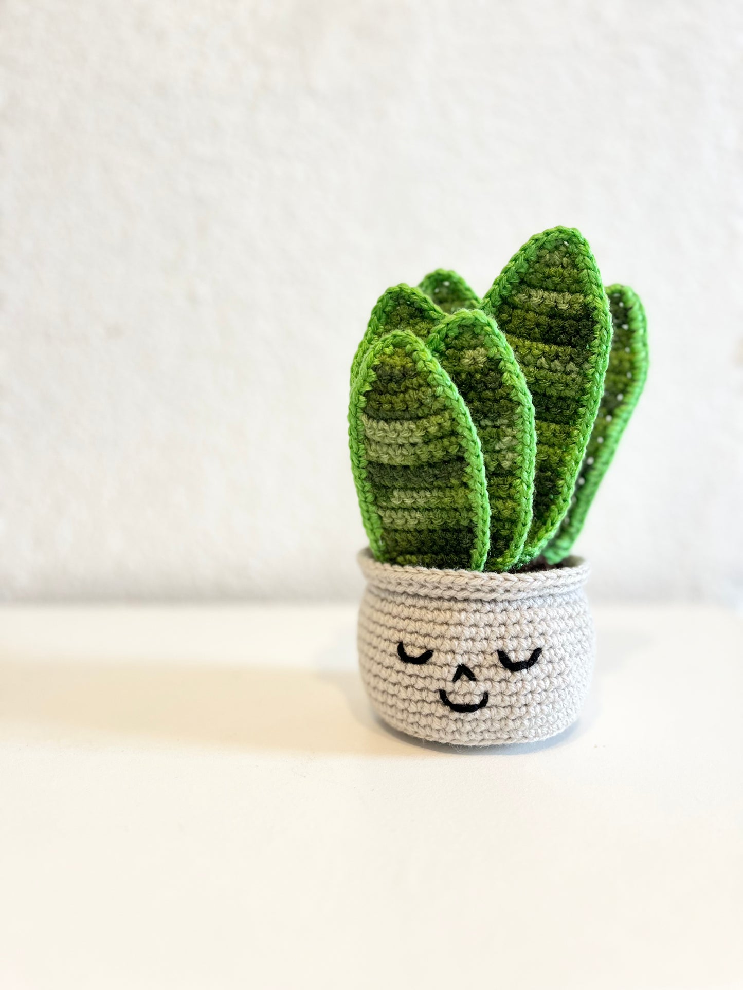 Happy Snake Plant