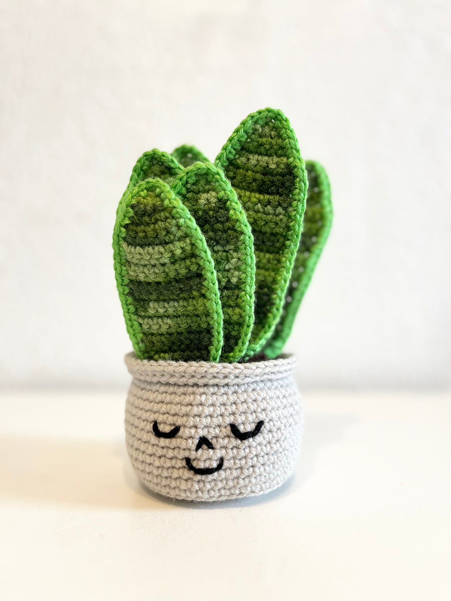 Happy Snake Plant