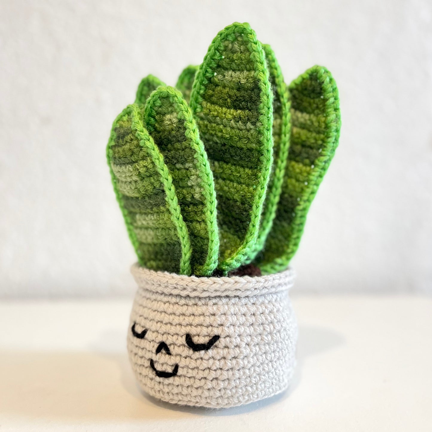 Happy Snake Plant