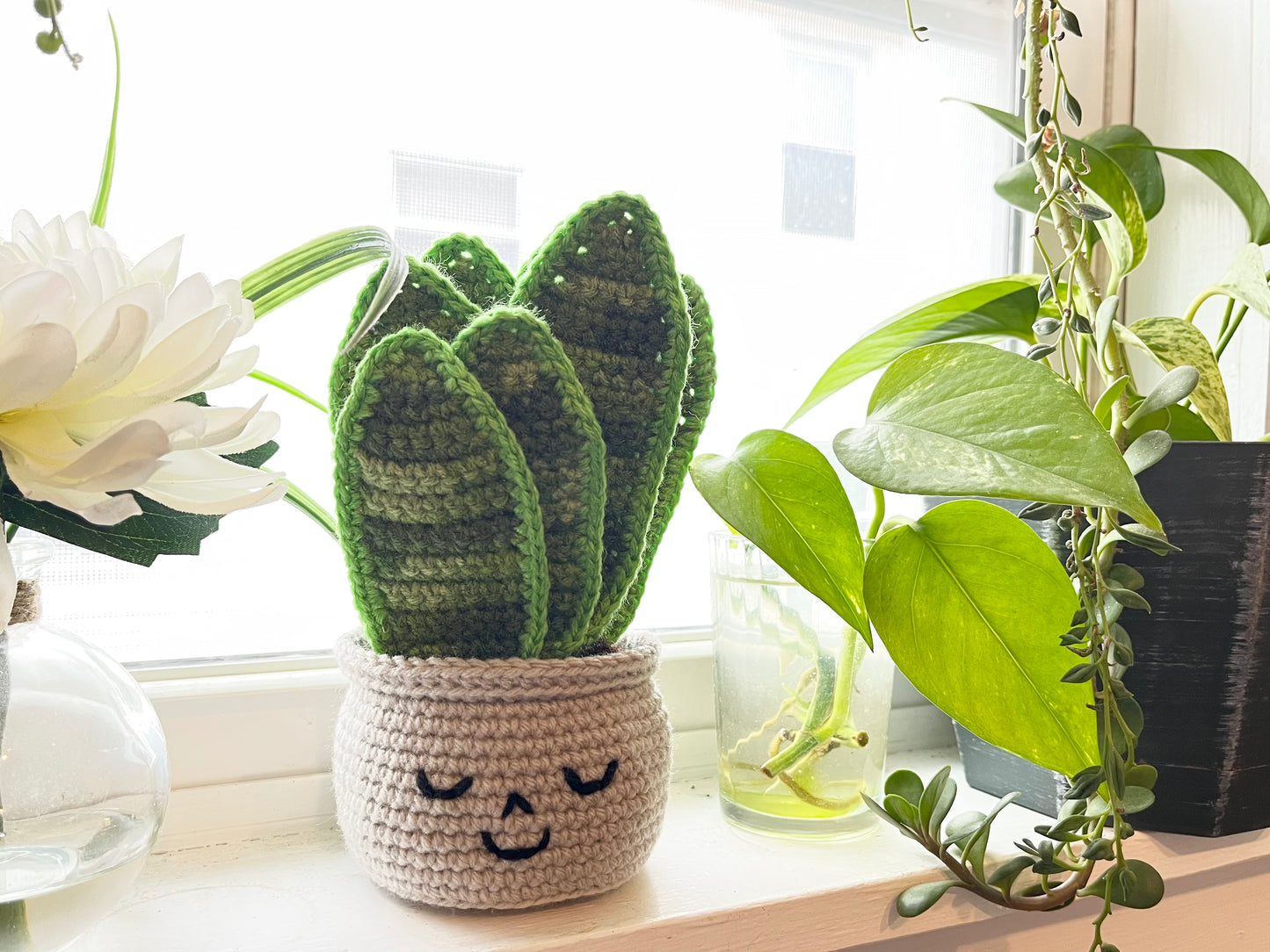 Happy Snake Plant