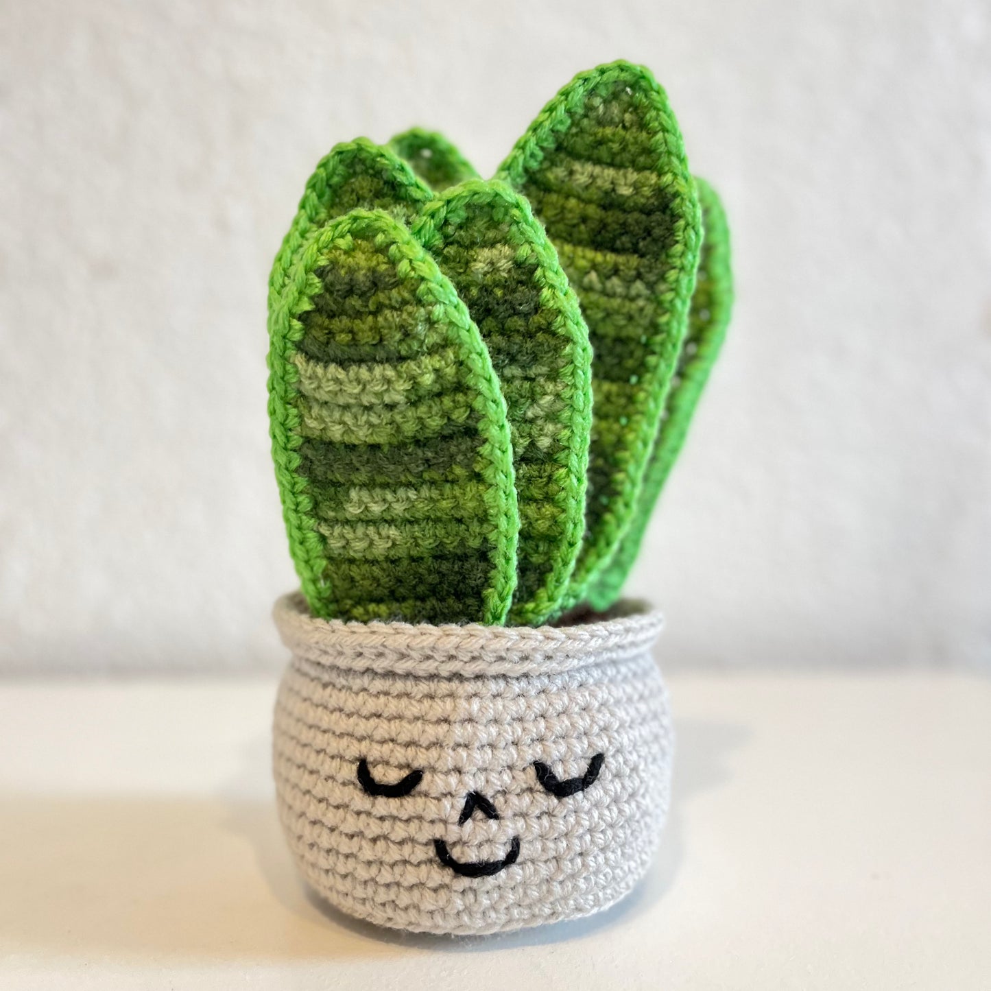 Happy Snake Plant