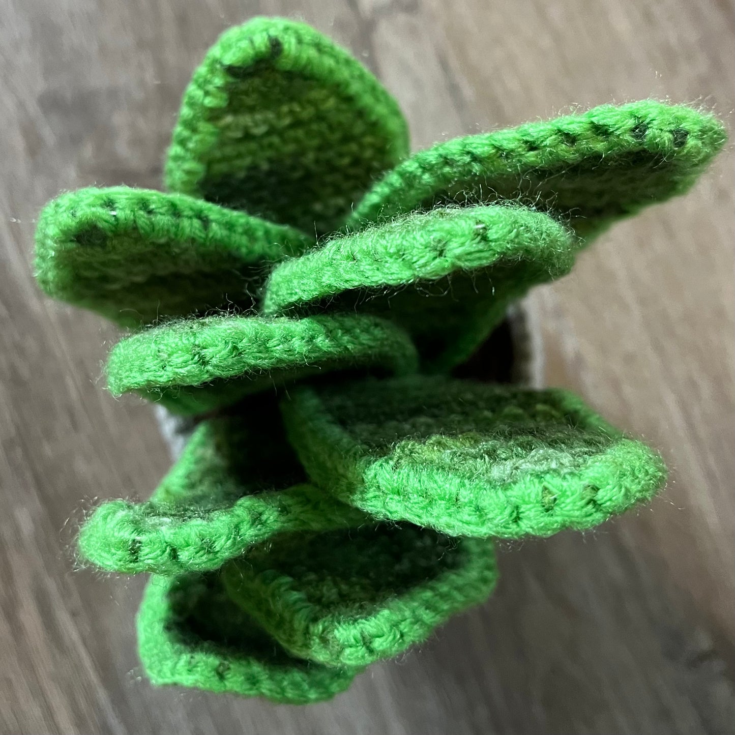 Happy Snake Plant